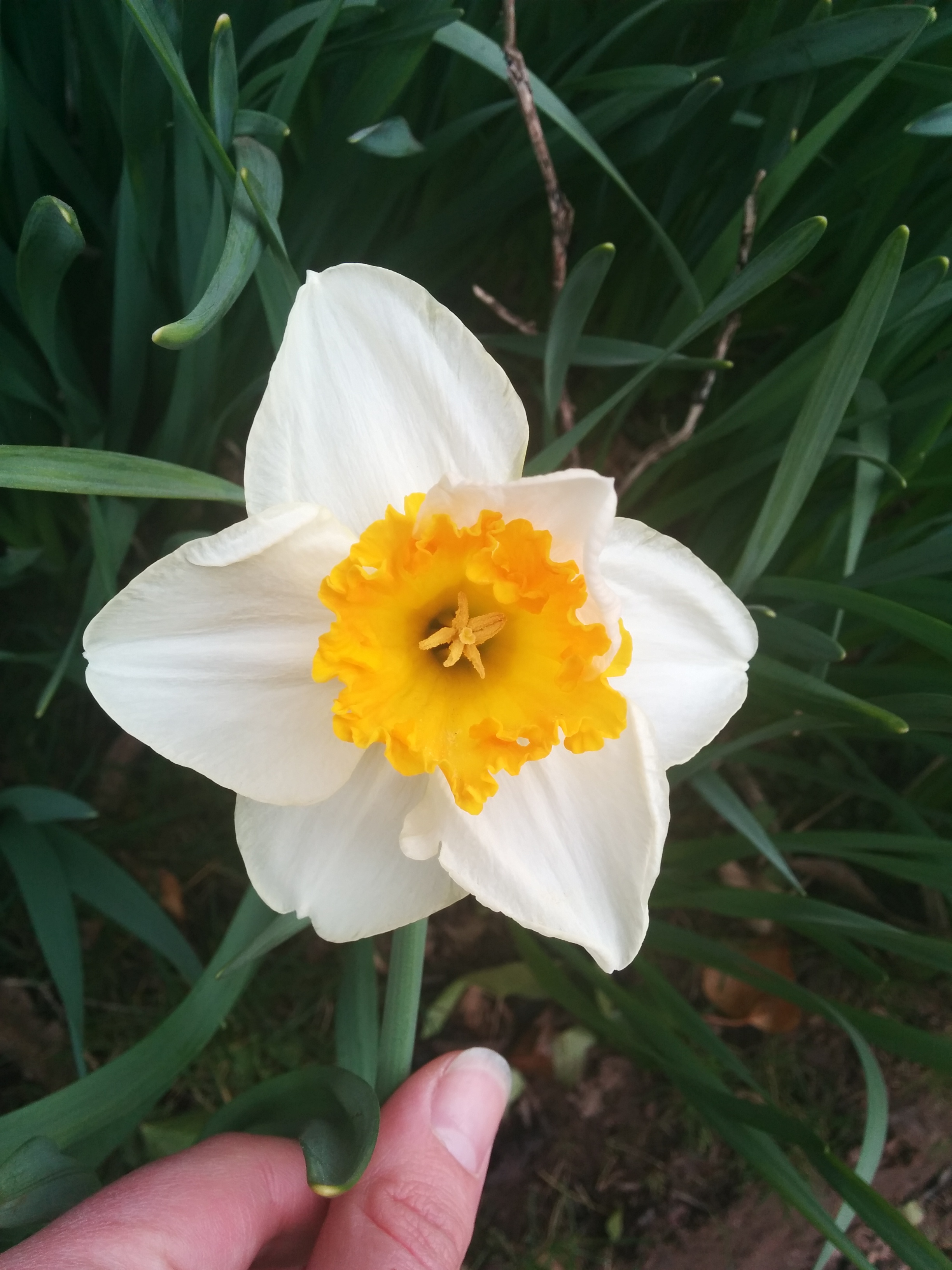 Single White and Yellow Daffodil Close up