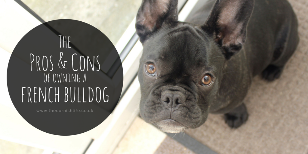 the-cornish-life-pros-cons-french-bulldogs