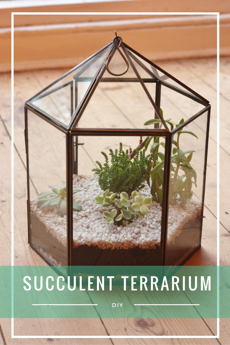 succulent terrarium